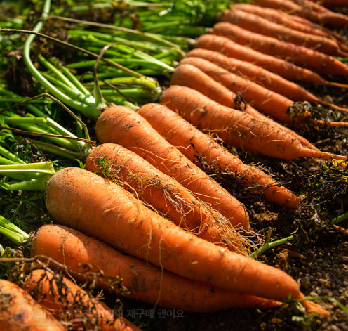 유기농 당근